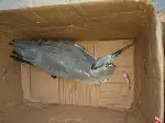 Balıkçıl Kuşu Korumada 