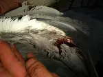 Balıkçıl Kuşu Korumada 