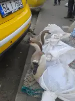 Yılbaşı hindileri pazarda görücüye çıktı