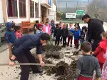 Okul Bahçesine Zeytin Ağacı