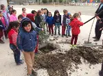 Okul Bahçesine Zeytin Ağacı