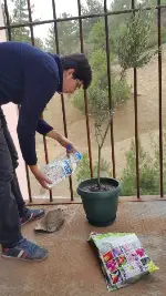 Zeytin Fidanı Dikimi