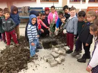 Okul Bahçesine Zeytin Ağacı