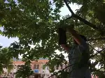 OKUL BAHÇESİNDE AĞAÇLARA AHŞAP KUŞ YUVALARI 