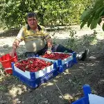 Vişne Hasadı Başladı