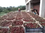 Vişne Hasadı Başladı