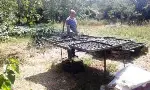 Erikler Tablaya Seriliyor