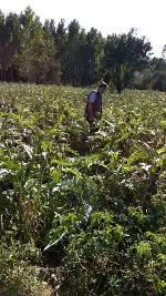 TARAKLI’DA (ÇATAK) DESTEĞİ BAŞURU ARAZİLERİNDE İNCELEME