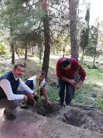 DAHA YEŞİL BİR TARAKLI İÇİN...