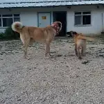2 Köpeğide Kayıp