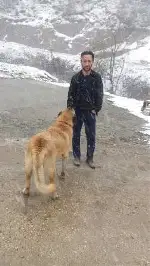 2 Köpeğide Kayıp
