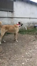 2 Köpeğide Kayıp