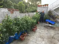 Çuvalda Domates Yetiştiriyor