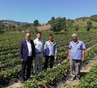 KAYMAKAM KURT ÇİLEK BAHÇESİNİ GEZDİ