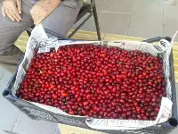 Kızılcıklar Oldu...