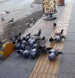 Her Sabah Güvercinlere Yem Veriyor