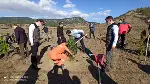 DAHA YEŞİL BİR TARAKLI İÇİN...