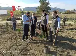 DAHA YEŞİL BİR TARAKLI İÇİN...