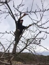 Kiraz ve Vişne’de Bahar Budaması Yapılıyor