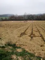 Enginar Dikimi Başladı