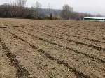 Enginar Dikimi Başladı