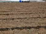 Enginar Dikimi Başladı