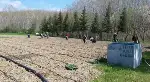 “TARAKLI ENGİNARI” DİKİMİ BAŞLADI