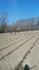 “TARAKLI ENGİNARI” DİKİMİ BAŞLADI