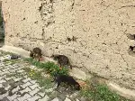Belediye Ekipleri Sokak Hayvanlarına Hergün Yemek bırakıyor
