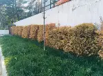 Ağaçlar Sarardı