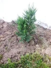 Leylandi Ağacı Dikildi