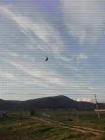 Elektrik Tellerinde Asılı Kuş