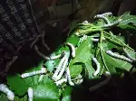 İpek Böceği Yetiştiriyor