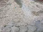 Gök gürültüsü ve şimşek korkuttu