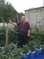 Taraklı’da “Çuvalda Domates Yetiştirme” Revaçta