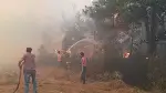 Orman Yangını