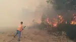 Orman Yangını