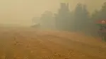 Orman Yangını