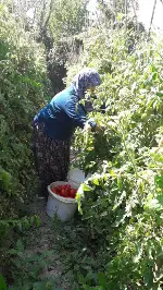 Bunlar Taraklı’nın Domatesi