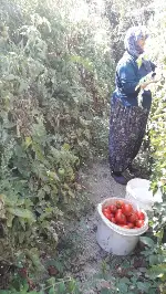 Bunlar Taraklı’nın Domatesi