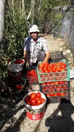 Bunlar Taraklı’nın Domatesi