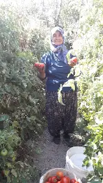 Bunlar Taraklı’nın Domatesi