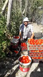 Bunlar Taraklı’nın Domatesi
