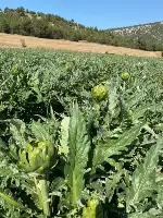 Taraklı İlçe Tarım’dan Çiftçi Ziyaretleri.