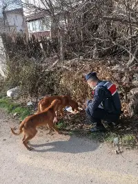 Jandarma Sokak Hayvanlarına yiyecek bıraktı
