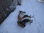 Belediye Ekipleri Sokak Hayvanlarna Yiyecek Bırakıyor