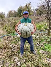 Muhtar Bahçesinde 45 kg Ağırlığında Kabak Yetiştirdi