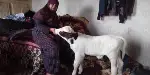 Taraklı’da iç ısıtan görüntüler