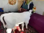 Taraklı’da iç ısıtan görüntüler