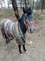 KAYBOLAN AT ORMANLIK ALANDA BULUNDU